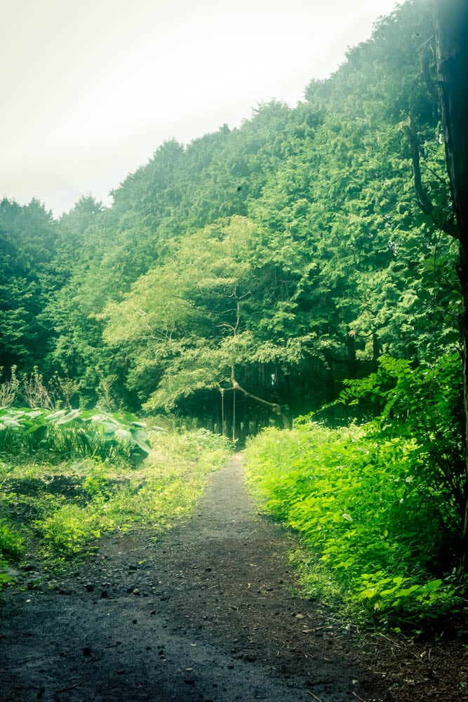 제주여행, 제주 비밀의숲 풍경을 담다. 125 제주여행, 제주 비밀의숲 풍경을 담다. 123