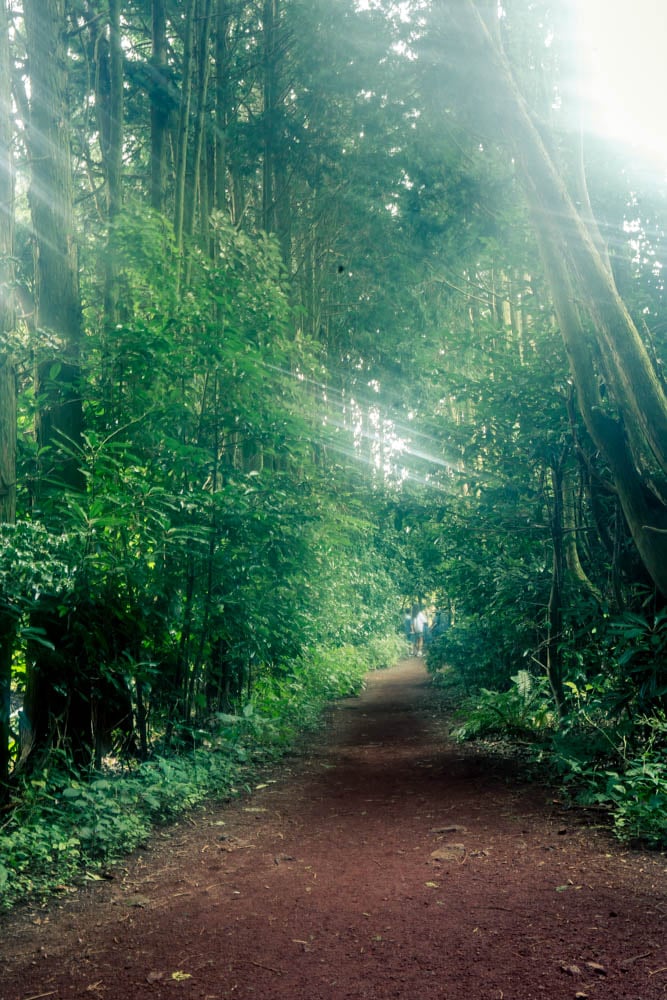 제주여행, 제주 비밀의숲 풍경을 담다. 126 제주여행, 제주 비밀의숲 풍경을 담다. 124