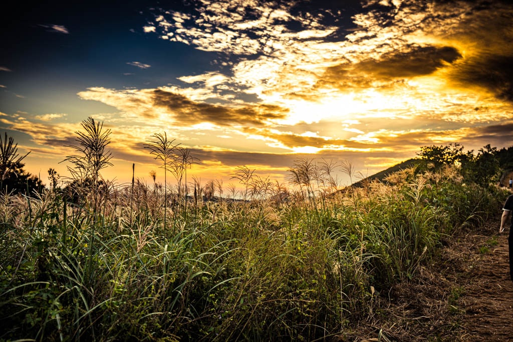 제주 억새여행, 억새 명소 새별오름 석양을 보다 76 제주 억새여행, 억새 명소 새별오름 석양을 보다 75