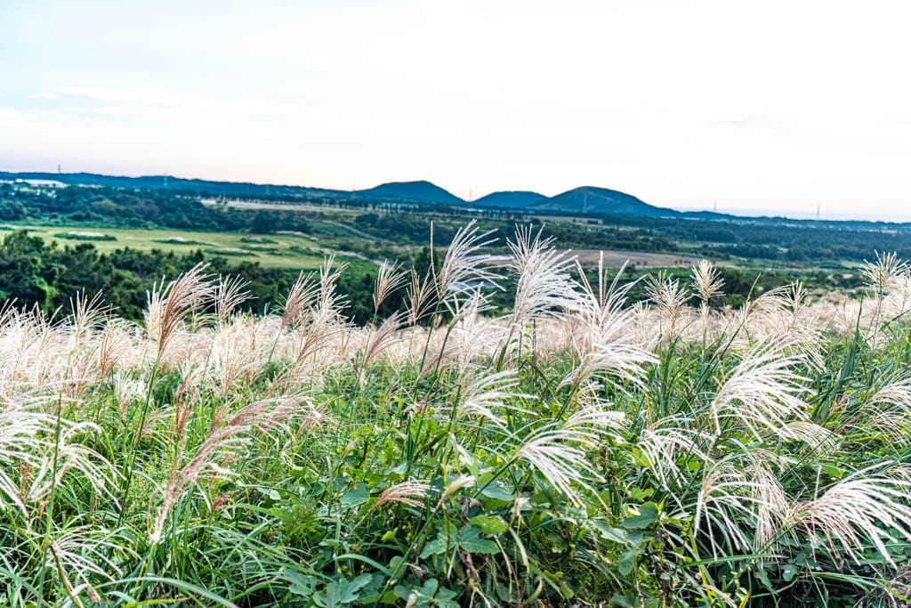 제주 억새여행, 억새 명소 새별오름 석양을 보다 73 제주 억새여행, 억새 명소 새별오름 석양을 보다 72