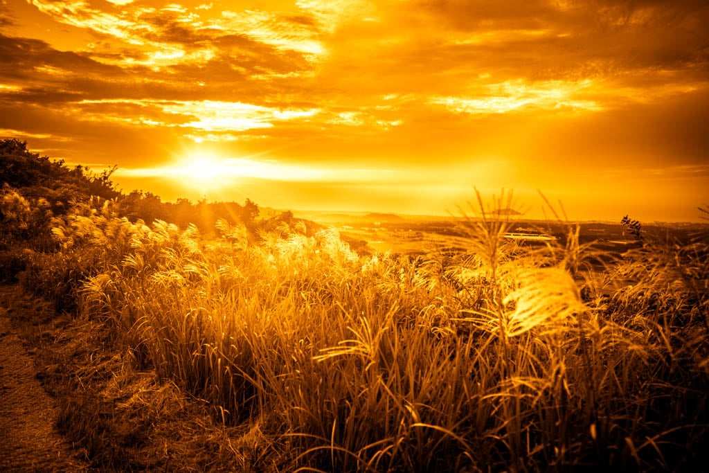 제주 억새여행, 억새 명소 새별오름 석양을 보다 80 제주 억새여행, 억새 명소 새별오름 석양을 보다 79