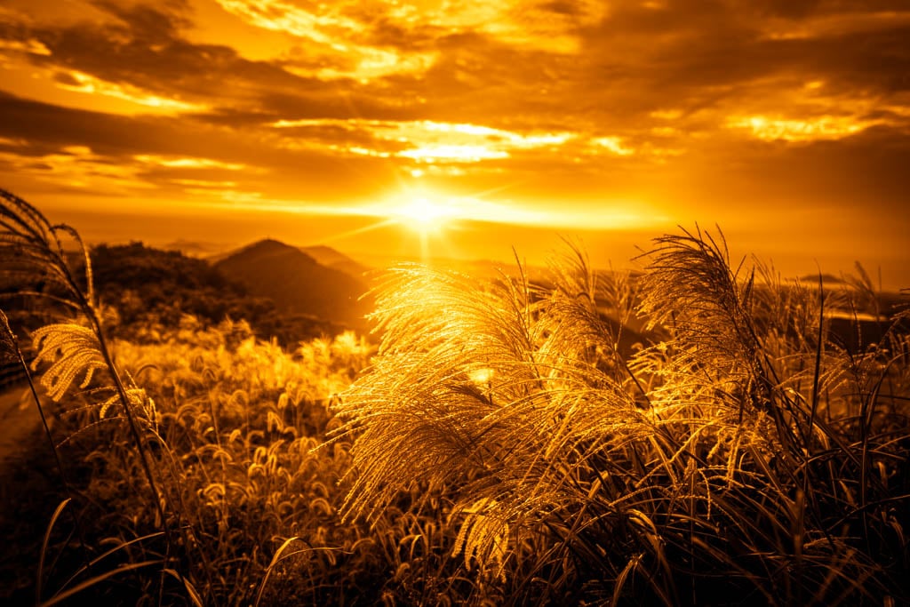 제주 억새여행, 억새 명소 새별오름 석양을 보다 81 제주 억새여행, 억새 명소 새별오름 석양을 보다 80