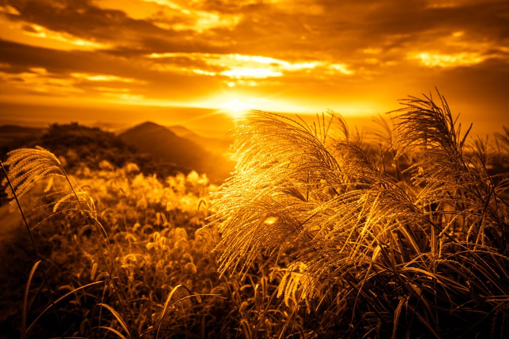 제주 억새여행, 억새 명소 새별오름 석양을 보다 82 제주 억새여행, 억새 명소 새별오름 석양을 보다 81