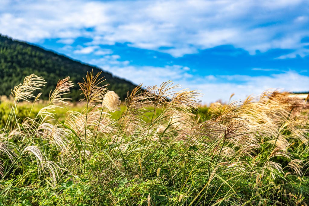 제주 억새여행, 억새 명소 유채꽃플라자 억새를 보다 91 제주 억새여행, 억새 명소 유채꽃플라자 억새를 보다 89