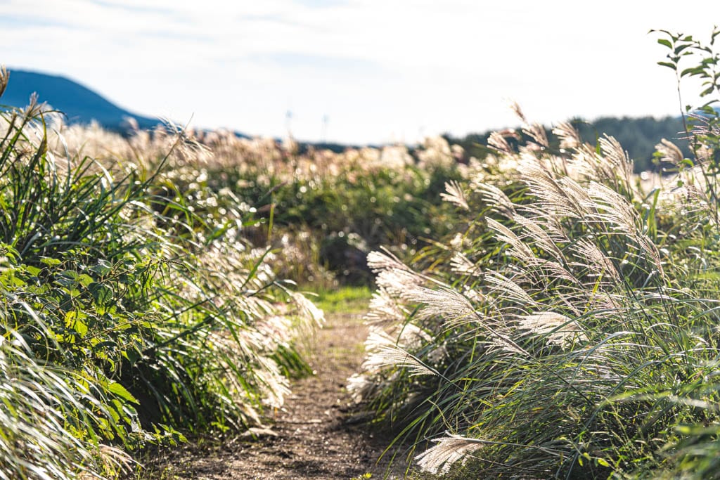 제주 억새여행, 억새 명소 유채꽃플라자 억새를 보다 92 제주 억새여행, 억새 명소 유채꽃플라자 억새를 보다 90
