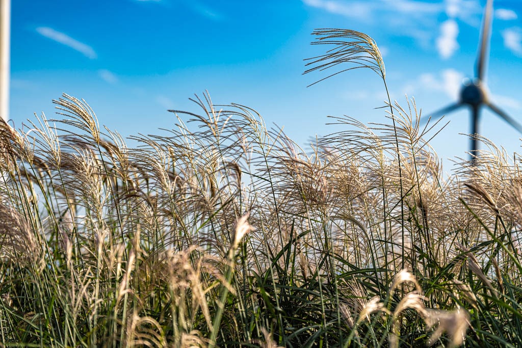 제주 억새여행, 억새 명소 유채꽃플라자 억새를 보다 93 제주 억새여행, 억새 명소 유채꽃플라자 억새를 보다 91