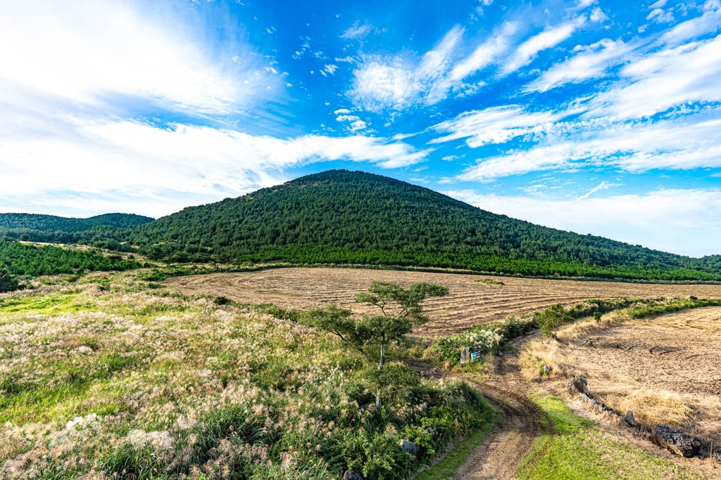 제주 억새여행, 억새 명소 유채꽃플라자 억새를 보다 86 제주 억새여행, 억새 명소 유채꽃플라자 억새를 보다 85