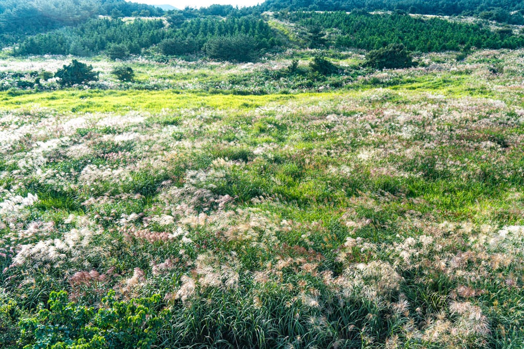 제주 억새여행, 억새 명소 유채꽃플라자 억새를 보다 88 제주 억새여행, 억새 명소 유채꽃플라자 억새를 보다 86