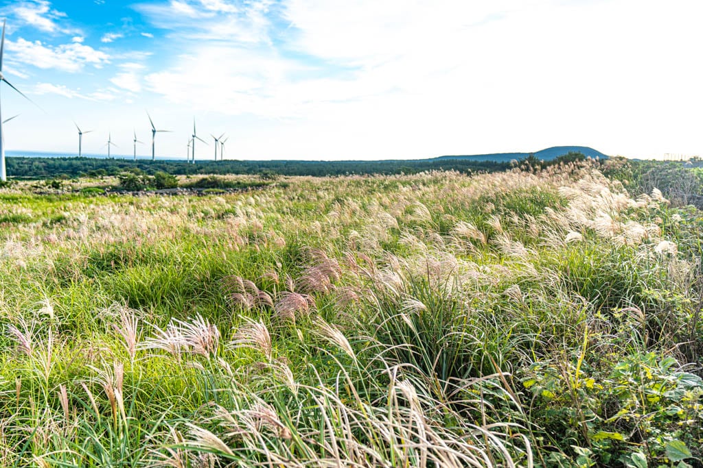 제주 억새여행, 억새 명소 유채꽃플라자 억새를 보다 90 제주 억새여행, 억새 명소 유채꽃플라자 억새를 보다 88