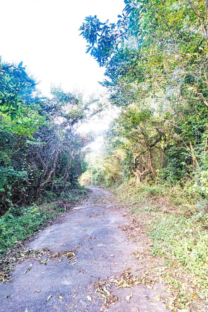 제주 억새여행, 억새 명소 큰사슴이오름 억새를 보다 95 제주 억새여행, 억새 명소 큰사슴이오름 억새를 보다 93