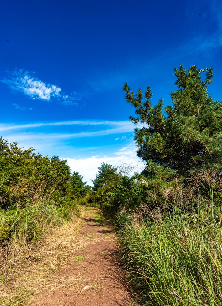 제주 억새여행, 억새 명소 큰사슴이오름 억새를 보다 97 제주 억새여행, 억새 명소 큰사슴이오름 억새를 보다 95