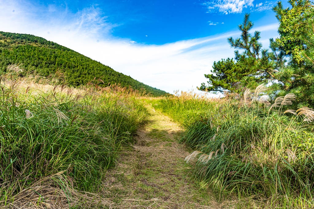 제주 억새여행, 억새 명소 큰사슴이오름 억새를 보다 98 제주 억새여행, 억새 명소 큰사슴이오름 억새를 보다 96