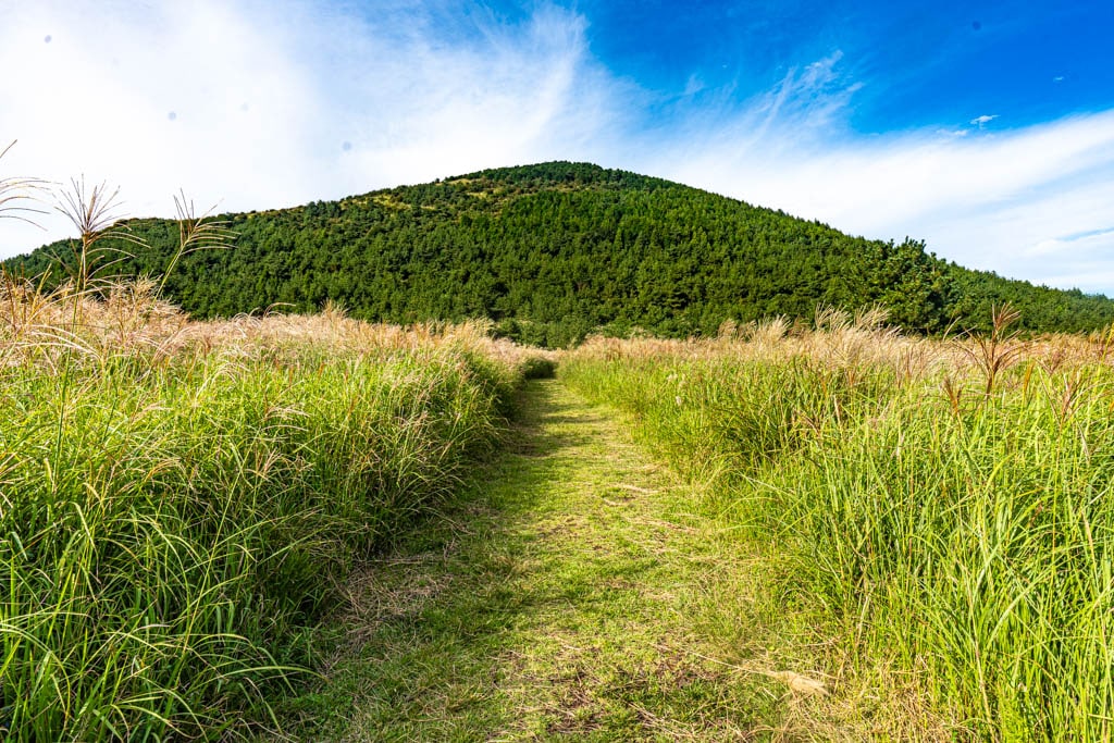 제주 억새여행, 억새 명소 큰사슴이오름 억새를 보다 105 제주 억새여행, 억새 명소 큰사슴이오름 억새를 보다 103