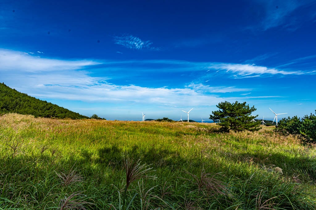 제주 억새여행, 억새 명소 큰사슴이오름 억새를 보다 100 제주 억새여행, 억새 명소 큰사슴이오름 억새를 보다 98
