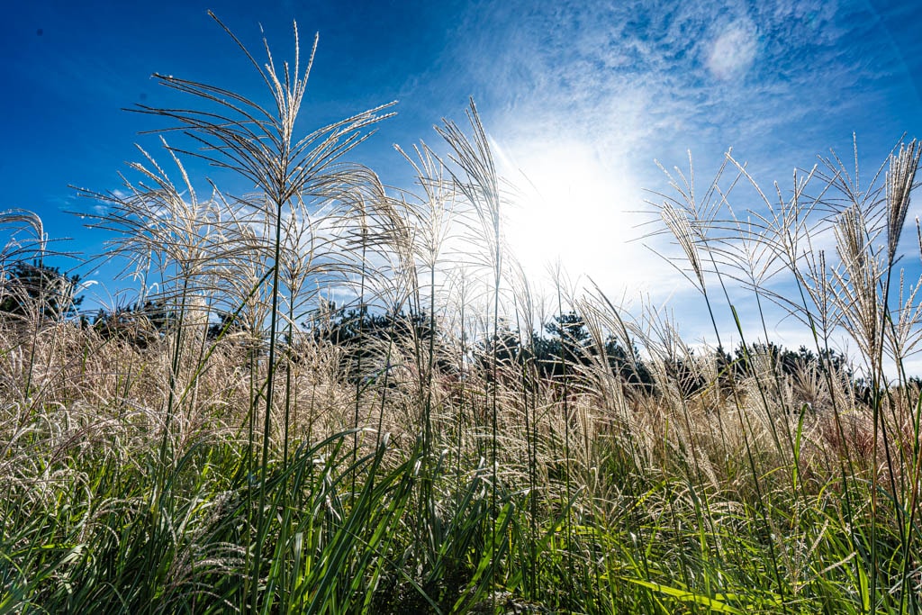 제주 억새여행, 억새 명소 큰사슴이오름 억새를 보다 106 제주 억새여행, 억새 명소 큰사슴이오름 억새를 보다 104