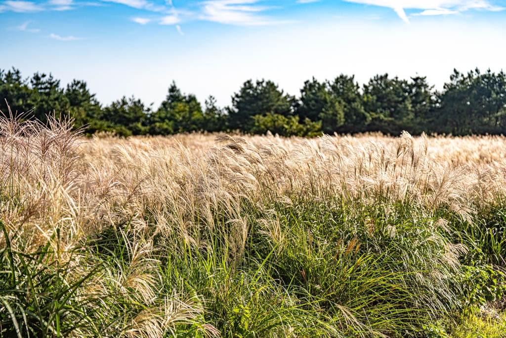 제주 억새여행, 억새 명소 큰사슴이오름 억새를 보다 107 제주 억새여행, 억새 명소 큰사슴이오름 억새를 보다 105