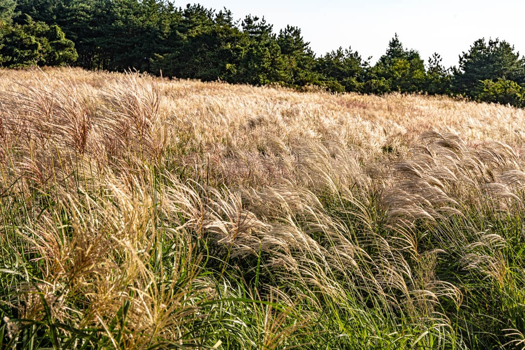 제주 억새여행, 억새 명소 큰사슴이오름 억새를 보다 108 제주 억새여행, 억새 명소 큰사슴이오름 억새를 보다 106