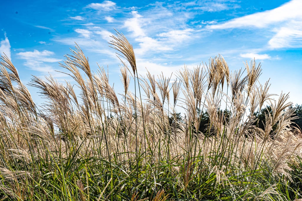제주 억새여행, 억새 명소 큰사슴이오름 억새를 보다 109 제주 억새여행, 억새 명소 큰사슴이오름 억새를 보다 107