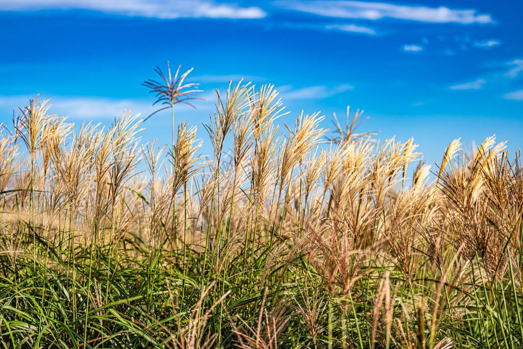 제주 억새여행, 억새 명소 큰사슴이오름 억새를 보다 110 제주 억새여행, 억새 명소 큰사슴이오름 억새를 보다 108