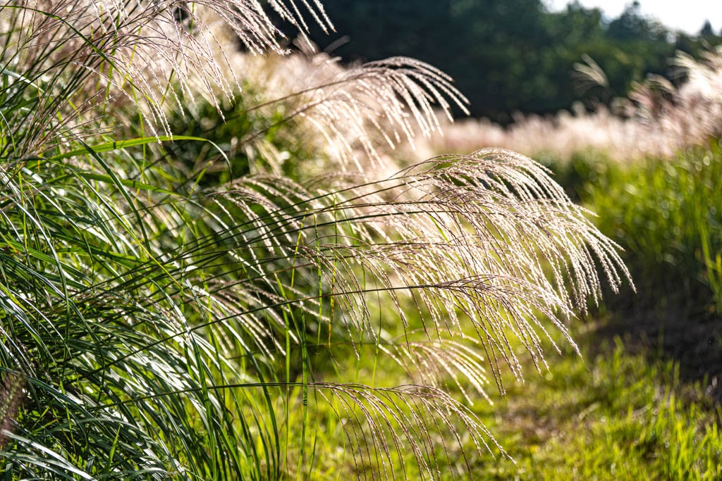 제주 억새여행, 억새 명소 큰사슴이오름 억새를 보다 111 제주 억새여행, 억새 명소 큰사슴이오름 억새를 보다 109