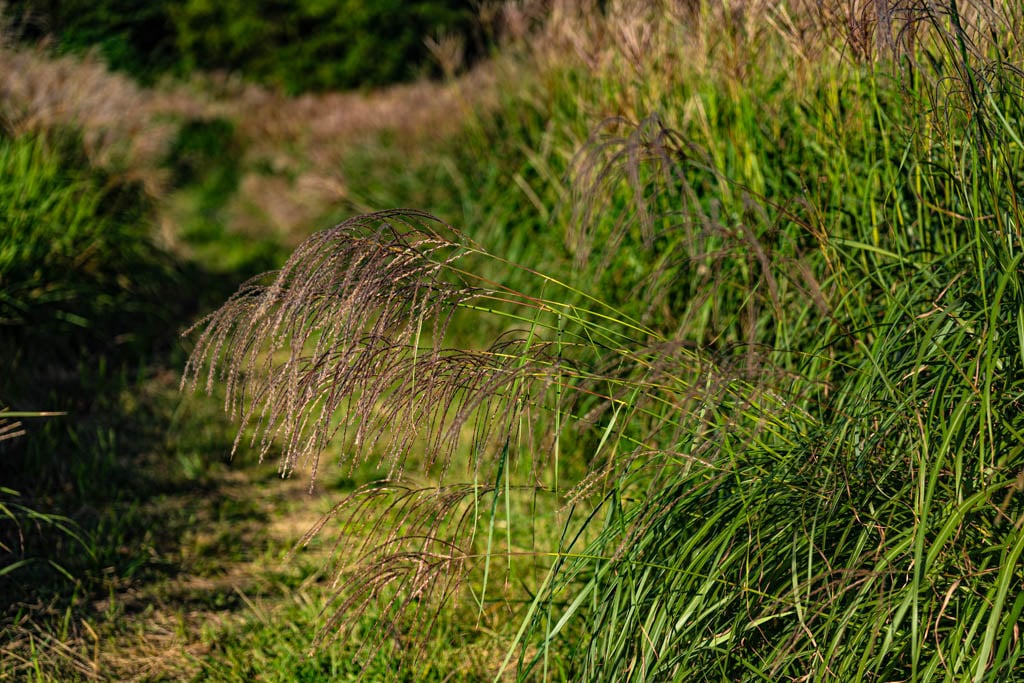 제주 억새여행, 억새 명소 큰사슴이오름 억새를 보다 112 제주 억새여행, 억새 명소 큰사슴이오름 억새를 보다 110