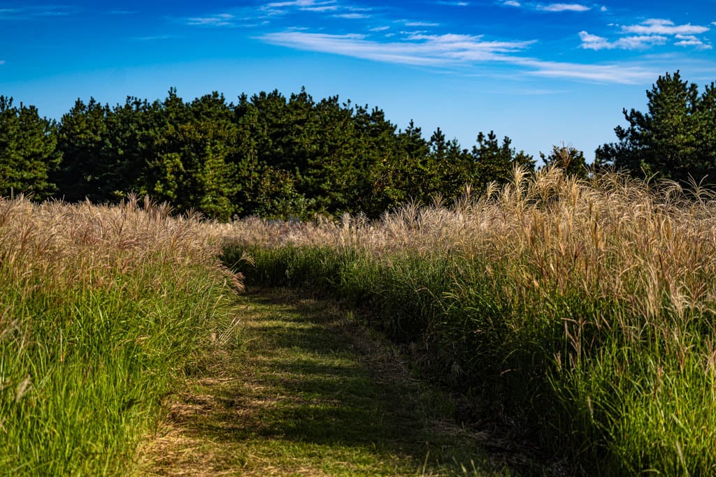 제주 억새여행, 억새 명소 큰사슴이오름 억새를 보다 113 제주 억새여행, 억새 명소 큰사슴이오름 억새를 보다 111