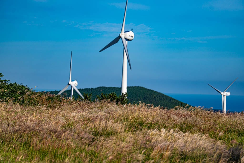 제주 억새여행, 억새 명소 큰사슴이오름 억새를 보다 101 제주 억새여행, 억새 명소 큰사슴이오름 억새를 보다 99