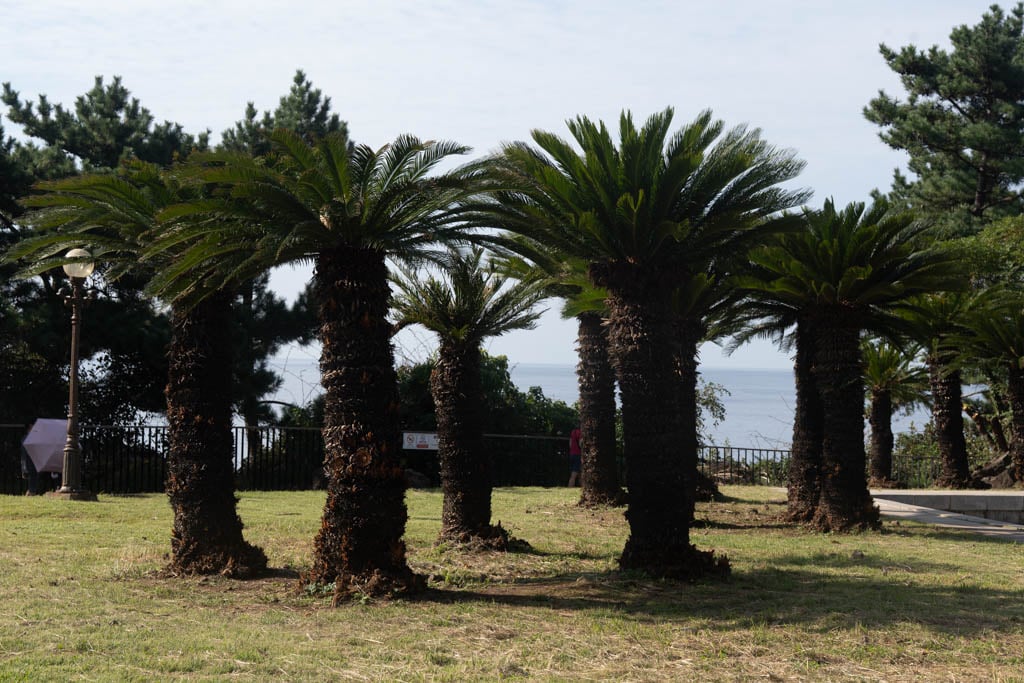 제주여행, 중문 주상절리 풍경을 담다 63 제주여행, 중문 주상절리 풍경을 담다 62