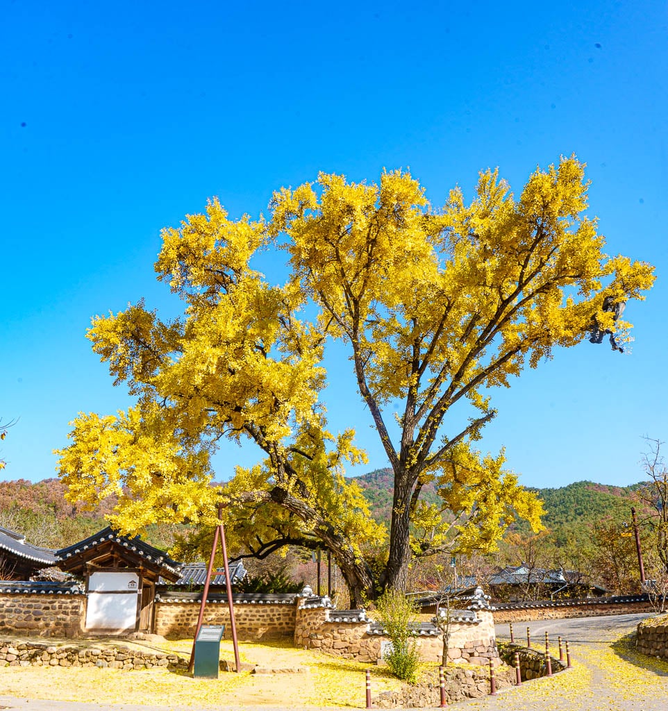 한국 3대 정원 영양 서석지 은행나무 단풍 풍경-04163_Photo by Happist