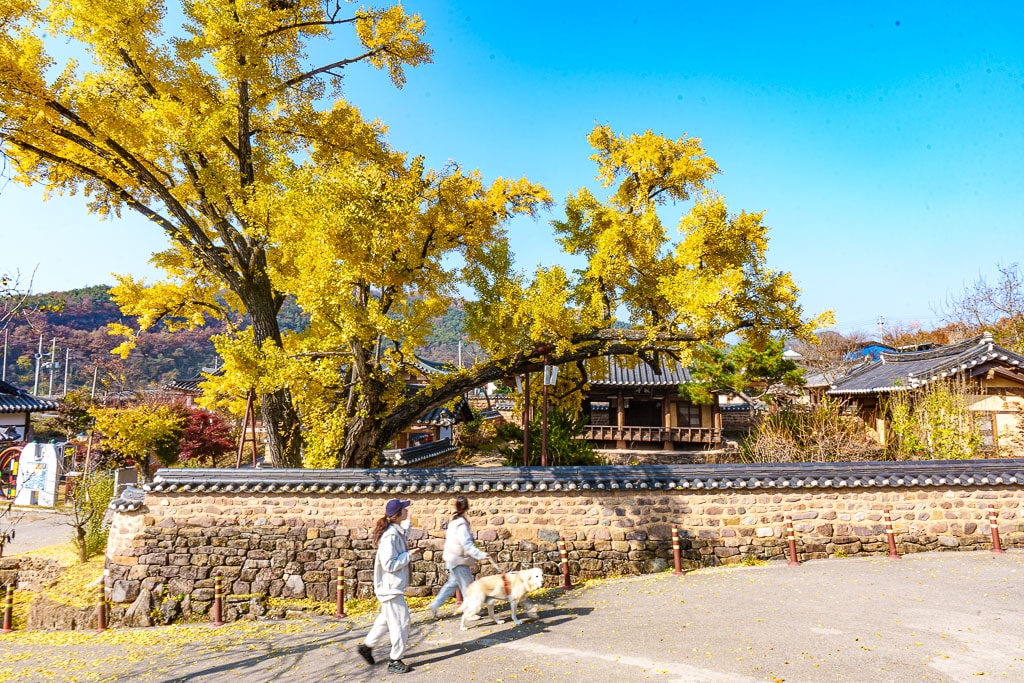 한국 3대 정원 영양 서석지 은행나무 단풍 풍경-04179_Photo by Happist