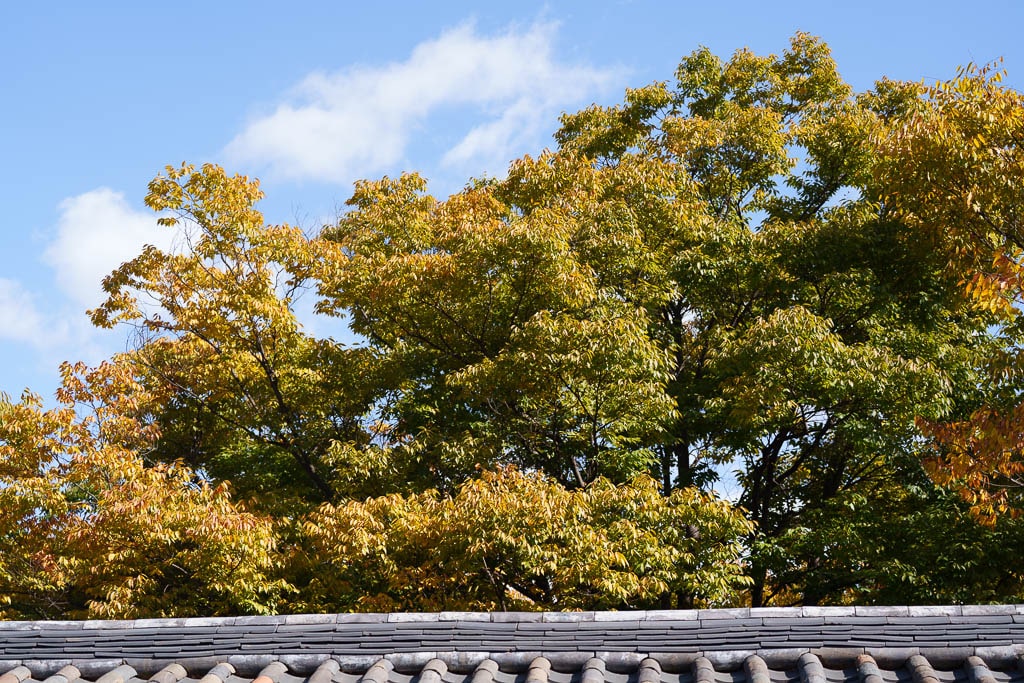 한국민속촌 가을 풍경, 민속촌은 지금 가을이 가장 아름다운 순간!! 6