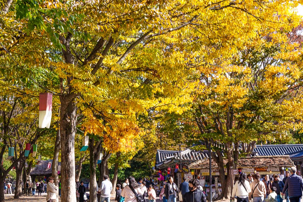 한국민속촌 가을 풍경, 민속촌은 지금 가을이 가장 아름다운 순간!! 5