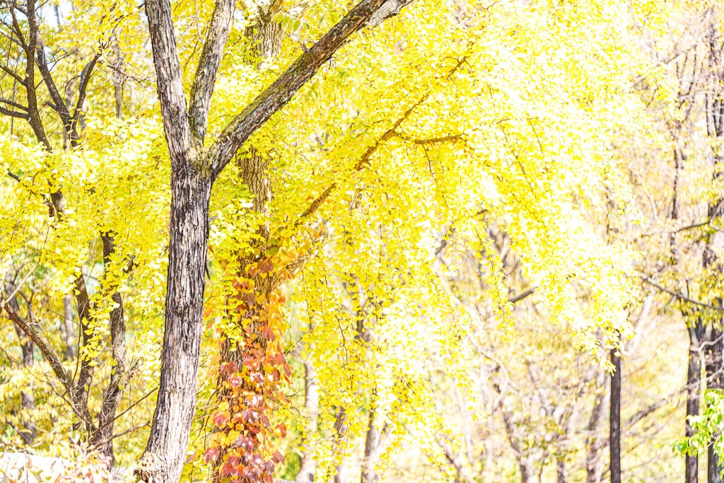 한국민속촌 가을 풍경, 민속촌은 지금 가을이 가장 아름다운 순간!! 13