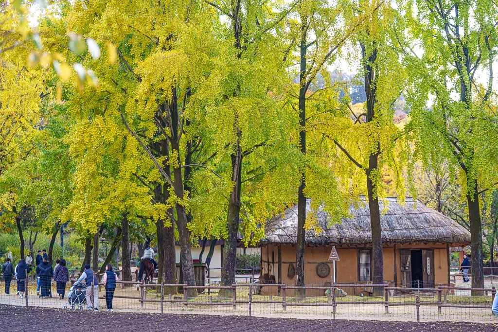 한국민속촌 가을 풍경, 민속촌은 지금 가을이 가장 아름다운 순간!! 8