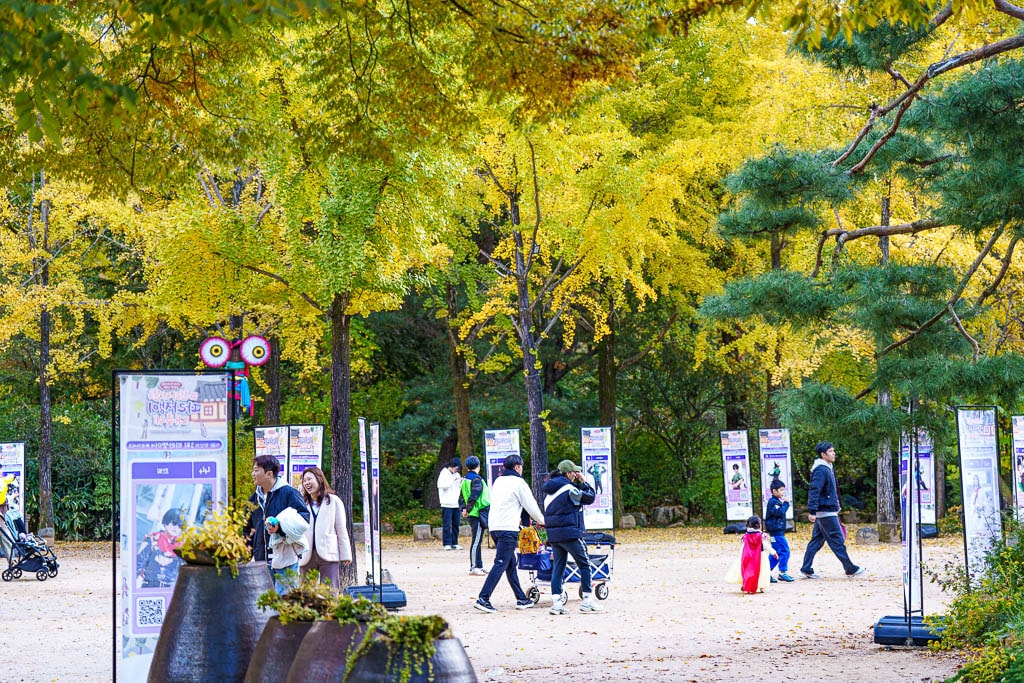 한국민속촌 가을 풍경, 민속촌은 지금 가을이 가장 아름다운 순간!! 14