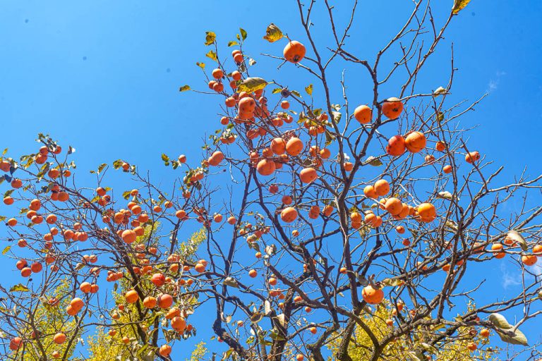 사기 피의자와 합의 시 고려 사항