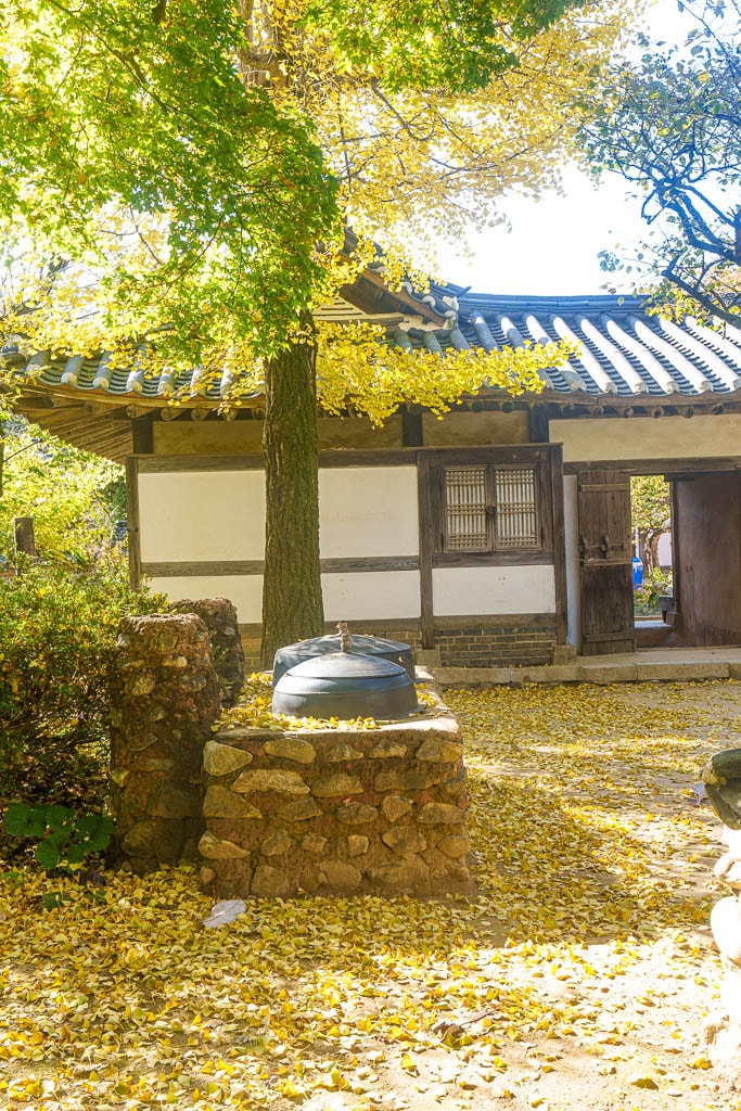 한국민속촌 가을 풍경, 민속촌은 지금 가을이 가장 아름다운 순간!! 10