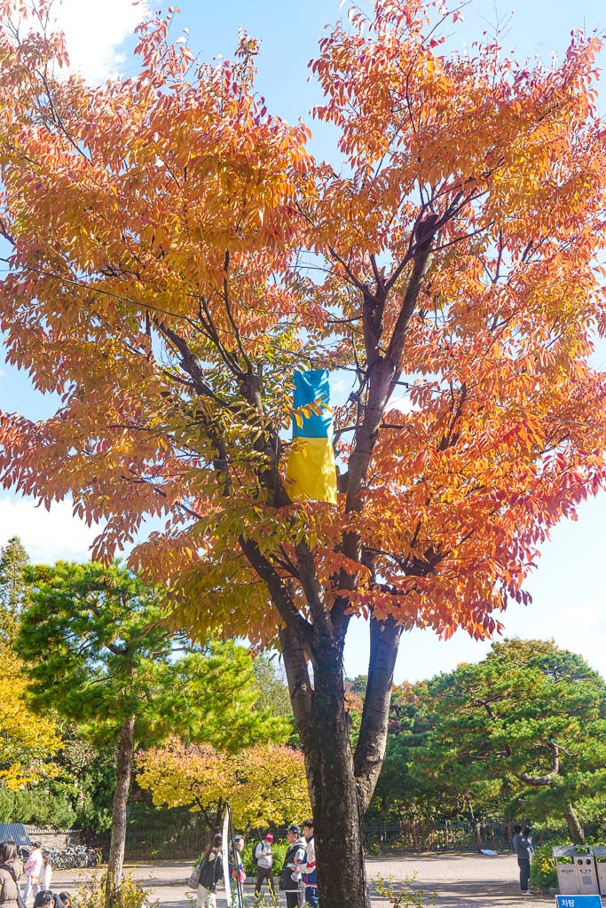 한국민속촌 가을 풍경, 민속촌은 지금 가을이 가장 아름다운 순간!! 1