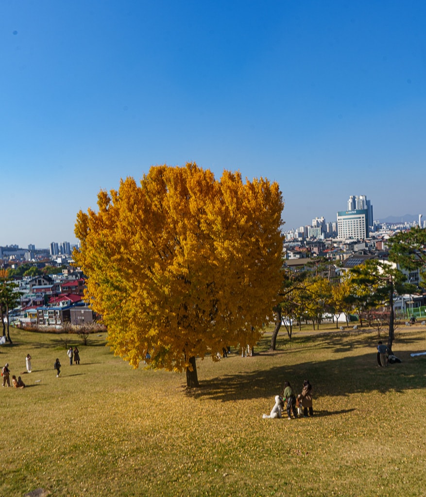 수원 화성 은행나무 단풍 출사기 8 수원 화성 은행나무 단풍 출사기 6