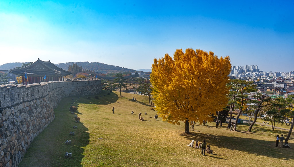 수원 화성 은행나무 단풍 출사기 9 수원 화성 은행나무 단풍 출사기 7