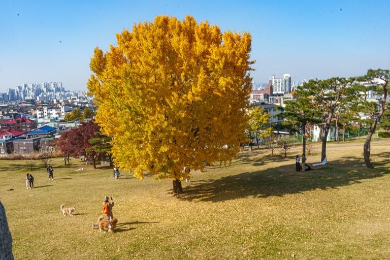 수원 화성 은행나무 풍경-03878_Photo by Happist