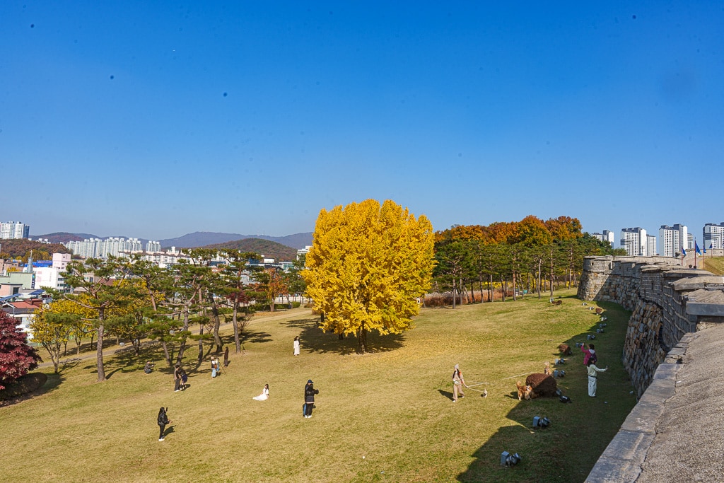 수원 화성 은행나무 단풍 출사기 6 수원 화성 은행나무 단풍 출사기 4