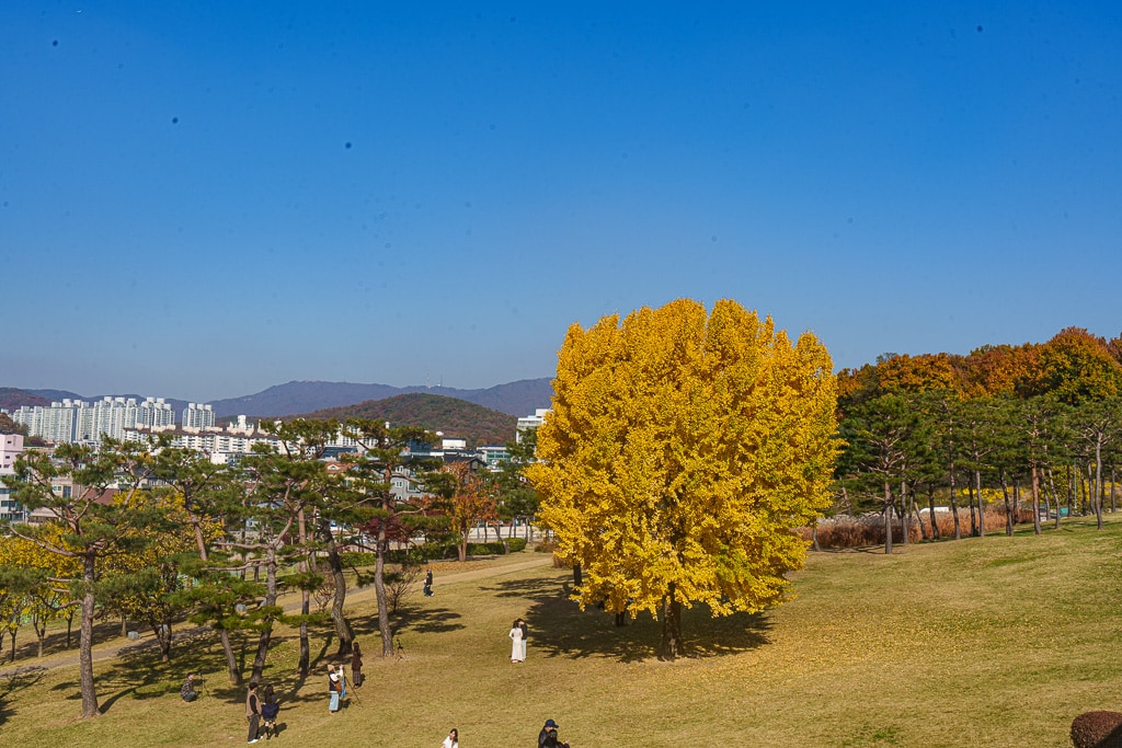 수원 화성 은행나무 단풍 출사기 5 수원 화성 은행나무 단풍 출사기 3