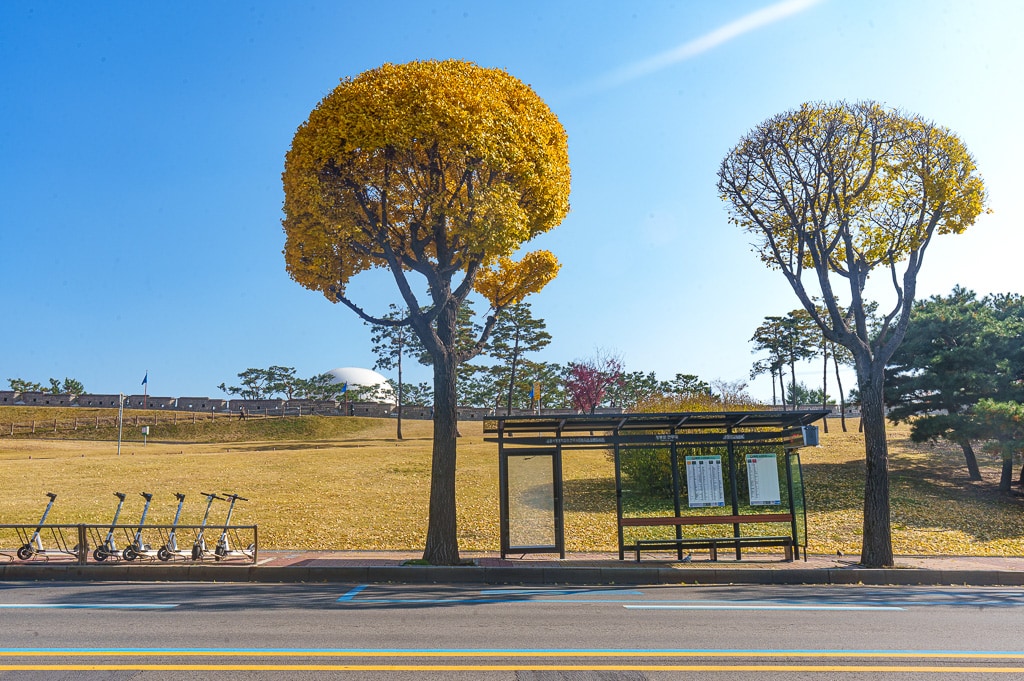 수원 화성 은행나무 단풍 출사기 3 수원 화성 은행나무 단풍 출사기 1