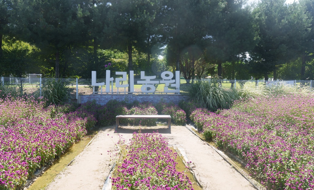 양주나리농원, 천일홍축제에 다녀오다 2