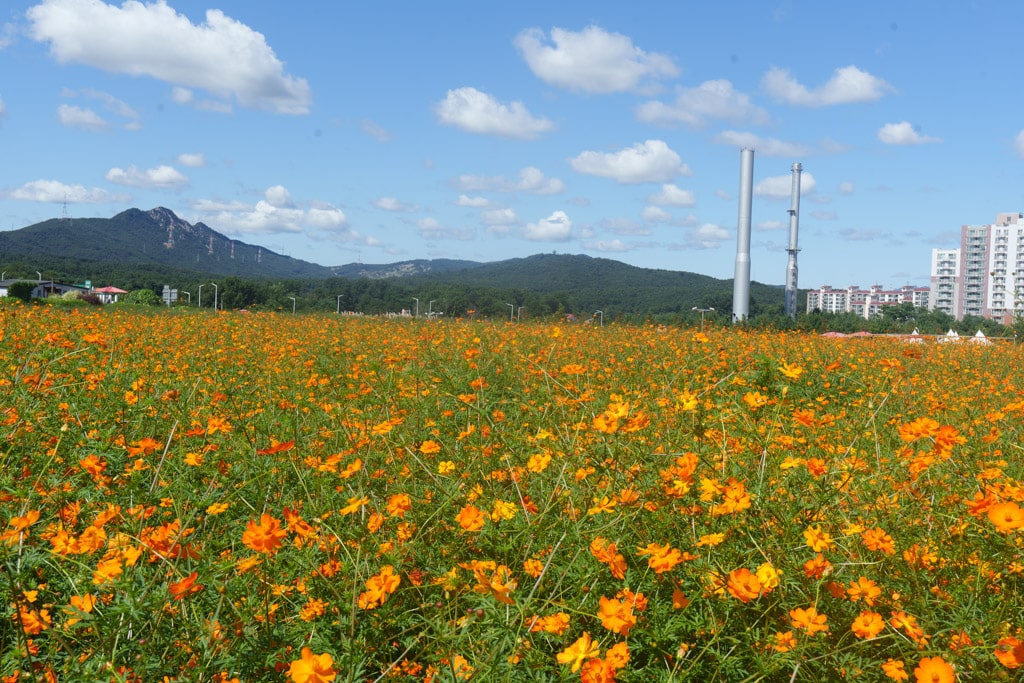 양주나리농원, 천일홍축제에 다녀오다 7