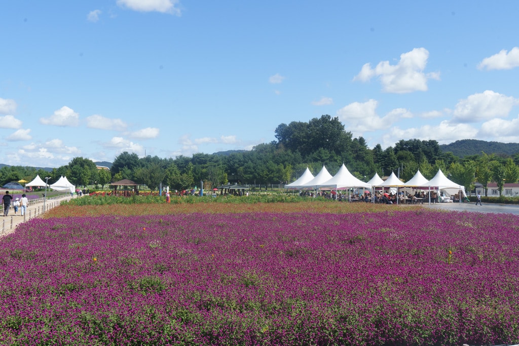 양주나리농원, 천일홍축제에 다녀오다 13