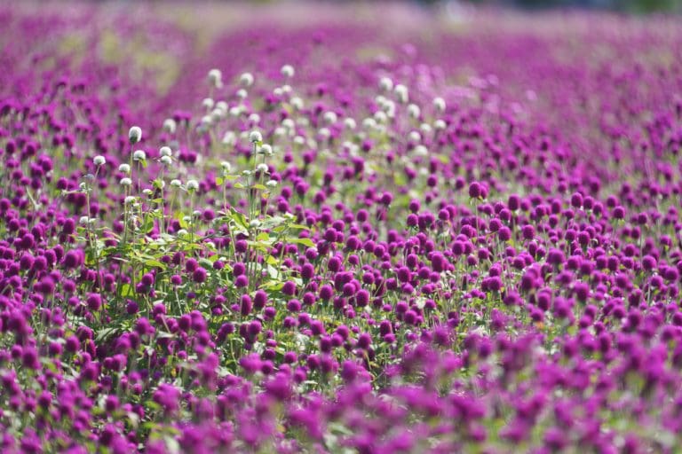양주나리농원, 천일홍축제 풍경-04159_Photo by Happist