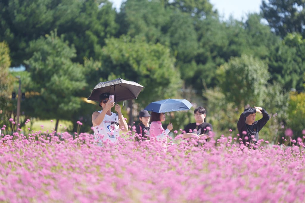 양주나리농원, 천일홍축제에 다녀오다 11