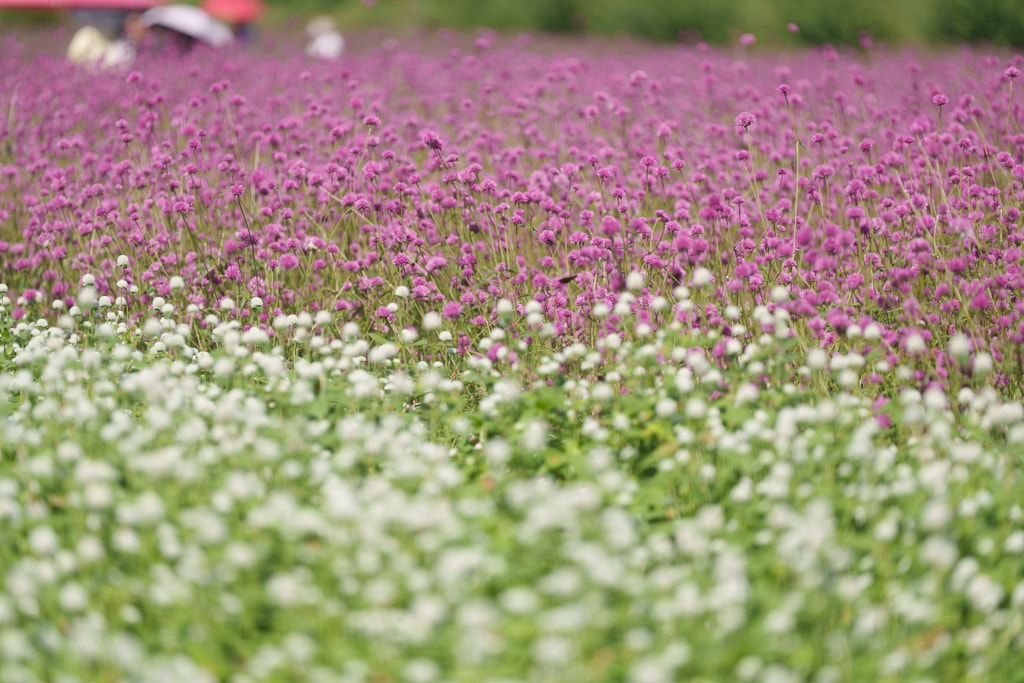 양주나리농원, 천일홍축제에 다녀오다 8